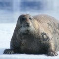 Robben und Seelöwen in der Antarktis: Entdecken Sie die unglaubliche Tierwelt der Polarregion