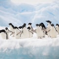 Arktis gegen Antarktis: Welche Polarregion ist die richtige für Sie?