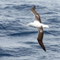 Albatros und andere Seevögel in der Antarktis: Ein faszinierender Führer zur Tierwelt der südlichen Polarregion