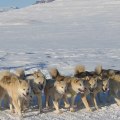 Hundeschlittenfahren im grönländischen Winterwunderland: Ein unverzichtbares Abenteuer für Polar- und Gletscherreisende