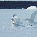 Erkunden Sie die faszinierende Welt der Zugvögel in der Arktis