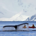 Finden Sie den richtigen Reiseveranstalter für Ihre Polar-Reise: Ein umfassender Leitfaden