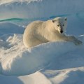 Erkunden Sie die Wunder der Eisbären in der Arktis