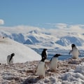 Pinguine in der Antarktis: Ein umfassender Leitfaden zur Planung Ihres Polar- und Gletscherabenteuers