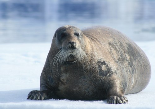 Robben und Seelöwen in der Antarktis: Entdecken Sie die unglaubliche Tierwelt der Polarregion