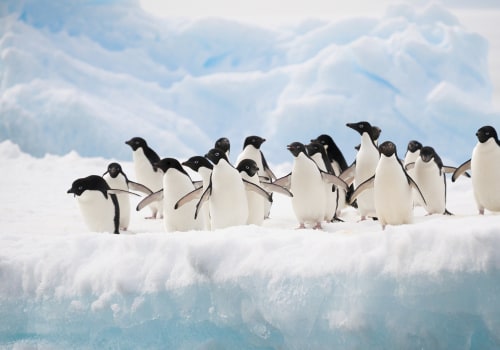 Arktis gegen Antarktis: Welche Polarregion ist die richtige für Sie?