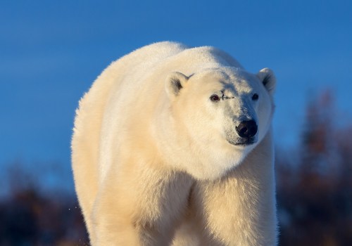 Das Bewusstsein für den Polarschutz schärfen: Tipps und Empfehlungen für eine unvergessliche Reise