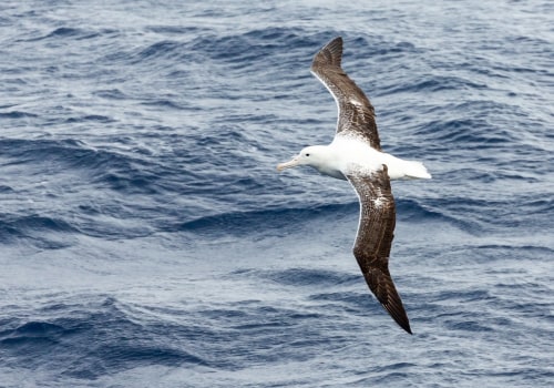 Albatros und andere Seevögel in der Antarktis: Ein faszinierender Führer zur Tierwelt der südlichen Polarregion