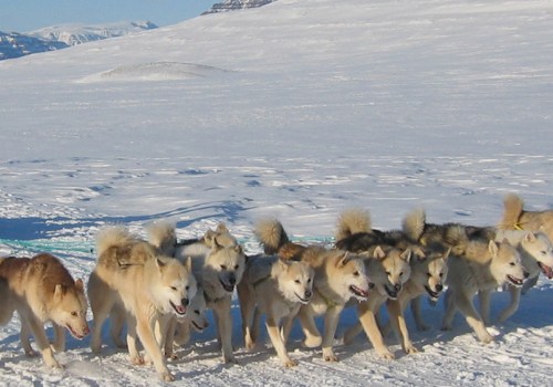 Hundeschlittenfahren im grönländischen Winterwunderland: Ein unverzichtbares Abenteuer für Polar- und Gletscherreisende