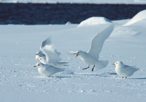 Erkunden Sie die faszinierende Welt der Zugvögel in der Arktis