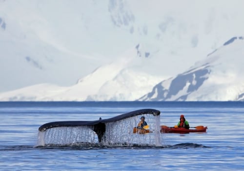 Finden Sie den richtigen Reiseveranstalter für Ihre Polar-Reise: Ein umfassender Leitfaden