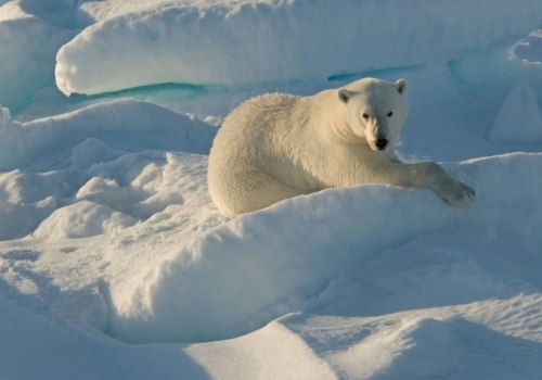 Erkunden Sie die Wunder der Eisbären in der Arktis