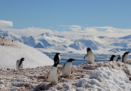 Pinguine in der Antarktis: Ein umfassender Leitfaden zur Planung Ihres Polar- und Gletscherabenteuers